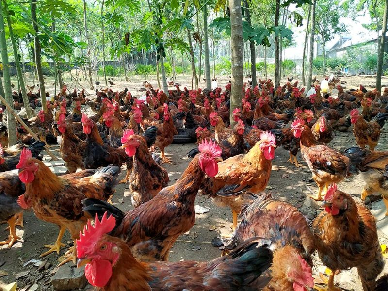 Bệnh thương hàn ở gà có tính chất lây lan không?