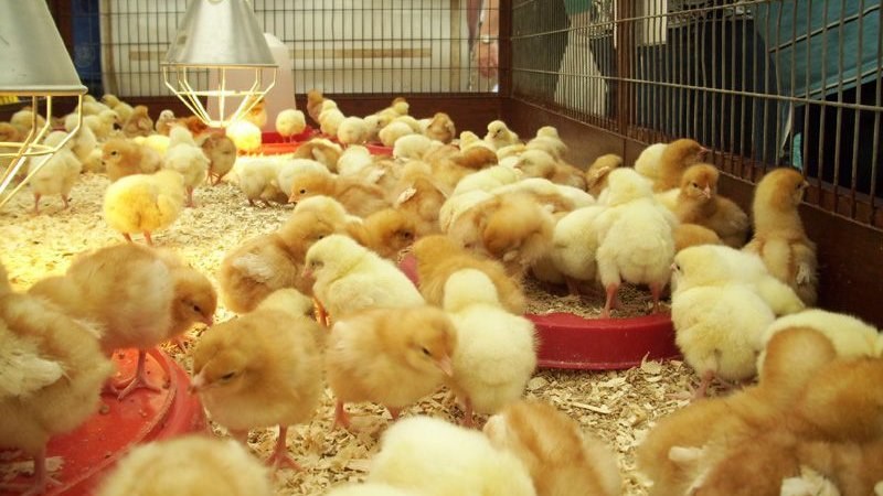 Có thể chọn gà trống hoặc mái bằng cách xem hậu môn của gà con