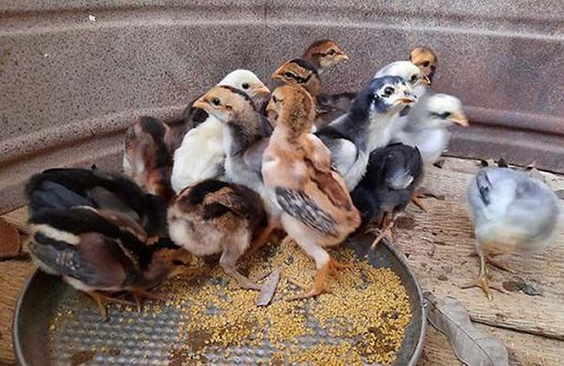 Dựa vào độ phản xạ của gà để phân biệt gà trống, gà mái ngay từ khi còn nhỏ