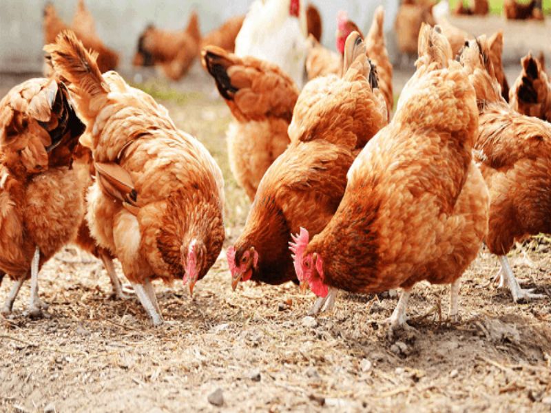 Triệu chứng của căn bệnh phổi ở gà
