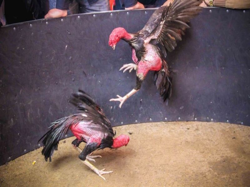 Đá gà hay nhất thế giới , tổng hợp những giống gà chọi có 102