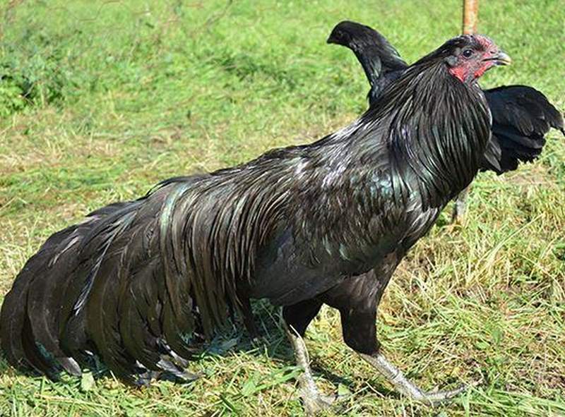 Gà chân chì được coi là một con gà chiến thịnh hành 