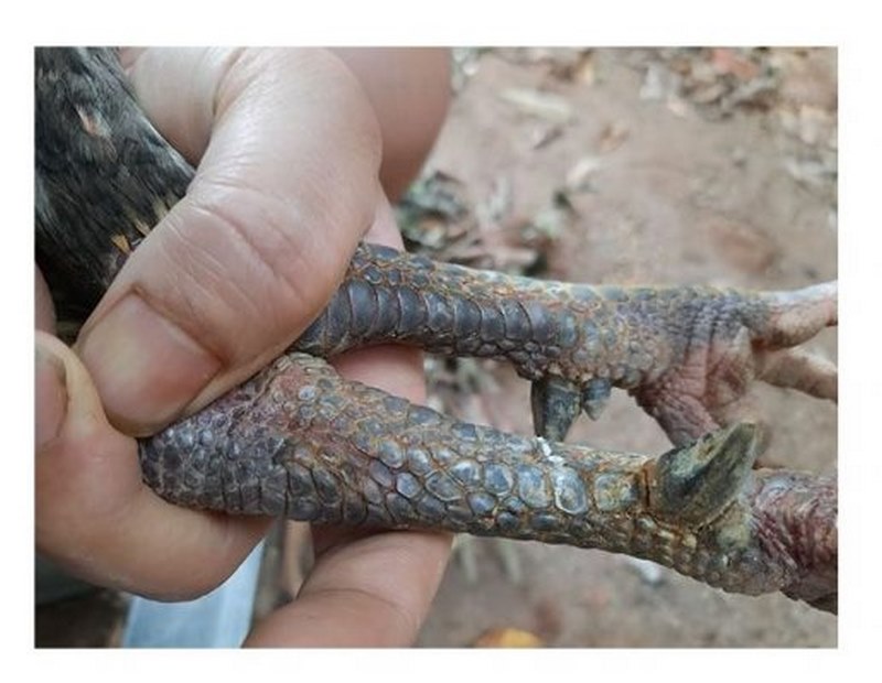 Gà điều chân chì có sức mạnh khá ổn so với mặt bằng chung
