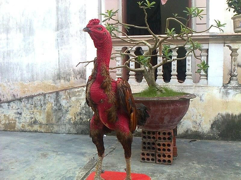 Tìm hiểu về trò chơi đá gà hay nhất thế giới