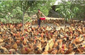 Những kỹ thuật nuôi gà thả vườn được đúc kết rất nhanh chóng