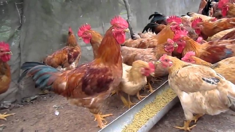 Gà cần có cả máng ăn thì mới đảm bảo vệ sinh