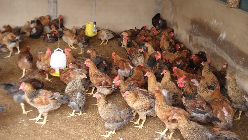 Anh em phải chuẩn bị dàn đậu cho gà để chúng lên đó nằm