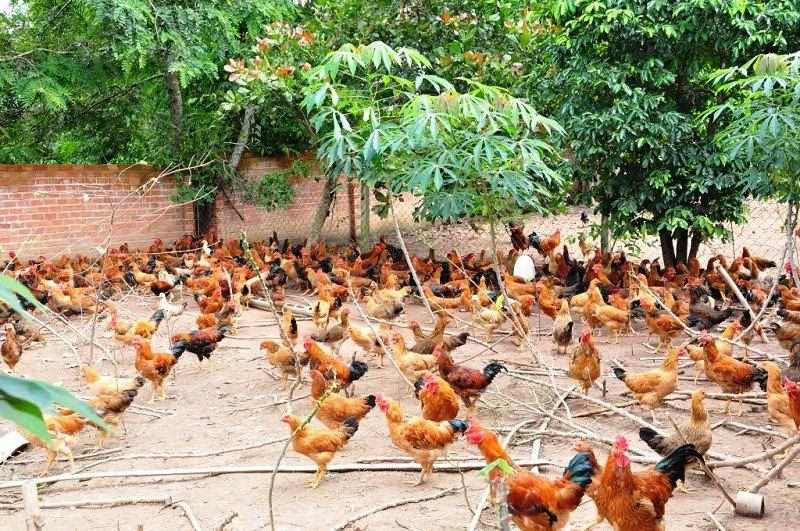 Những con gà con cần được nuôi và chọn giống cẩn thận