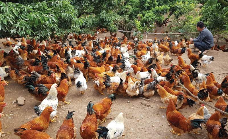 Kỹ thuật nuôi gà thả vườn nên phải chú trọng cả việc chọn gà