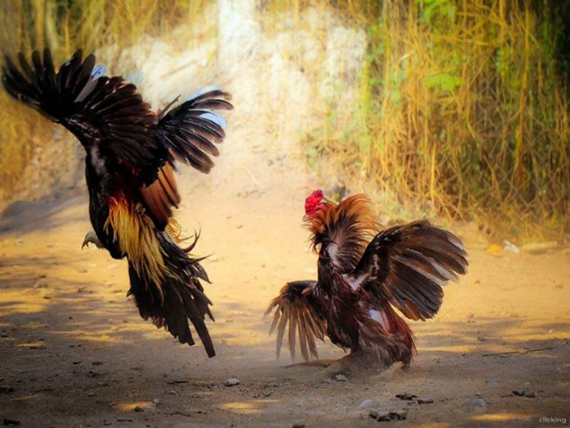 Lịch sử ra đời của trò chơi đá gà hay nhất thế giới