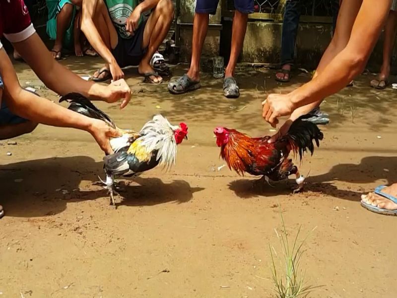 Gà nòi Bình Định (Việt Nam)
