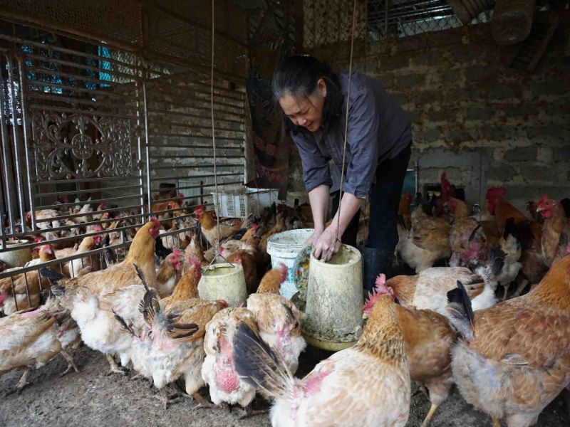 Những triệu chứng thường gặp của bệnh thương hàn gà