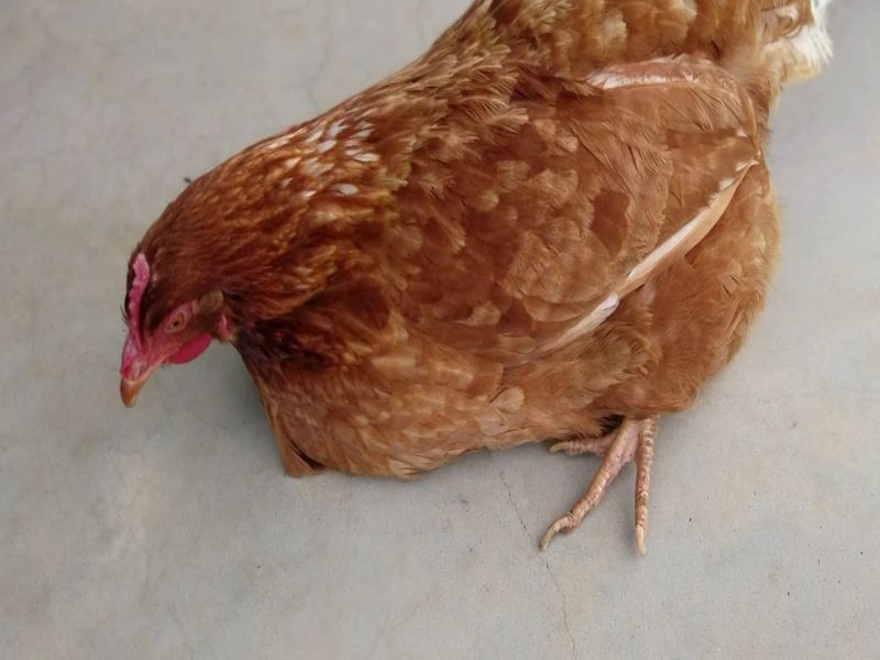 Bệnh phổi ở gà ảnh hưởng như thế nào đến những trận đấu