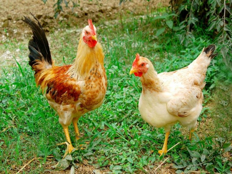 Cách phòng tránh bệnh phổi ở gà hiệu quả