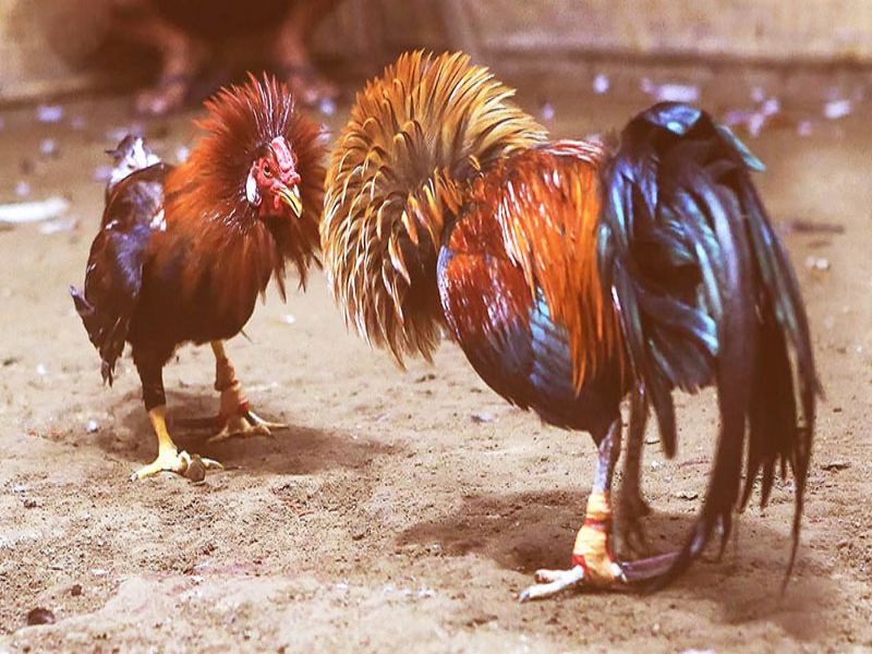 Luật chơi của những trận đá gà hay nhất thế giới