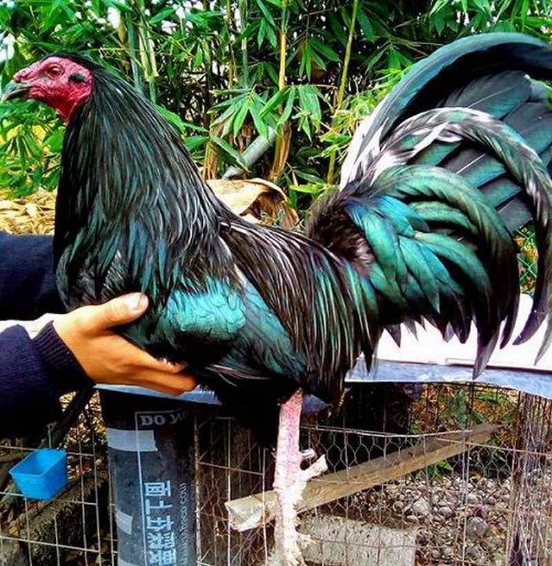 Những bệnh dịch này có thể điều trị được nhanh chóng