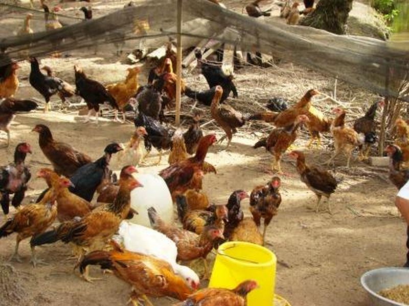 Bệnh cúm gia cầm khá nguy hiểm có thể lây sang cho người