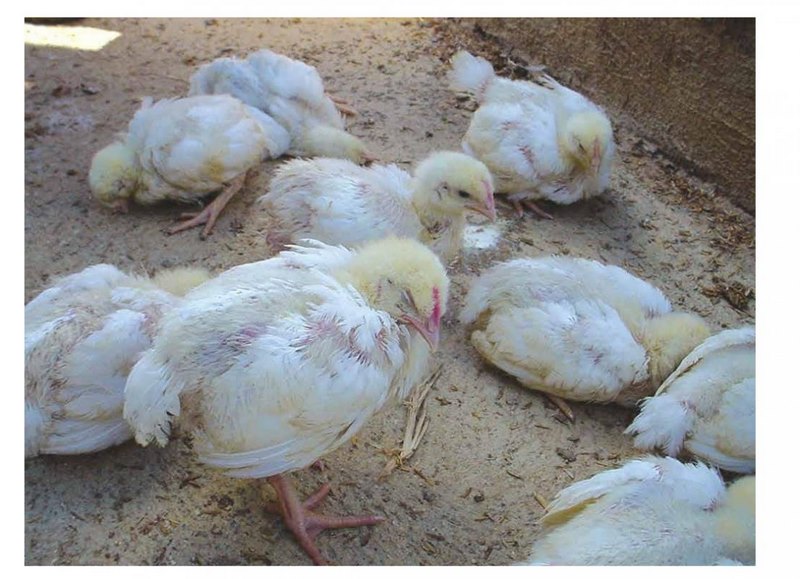 Bệnh Coryza do vi khuẩn Haemophilus paragallinarum gây ra sự suy hô hấp cho gà