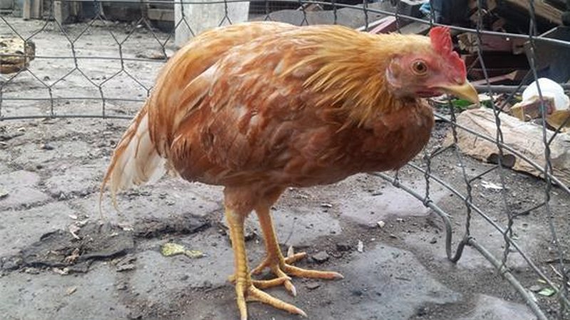 Bệnh ORT là một trong các bệnh thường gặp ở gà vào mùa mưa