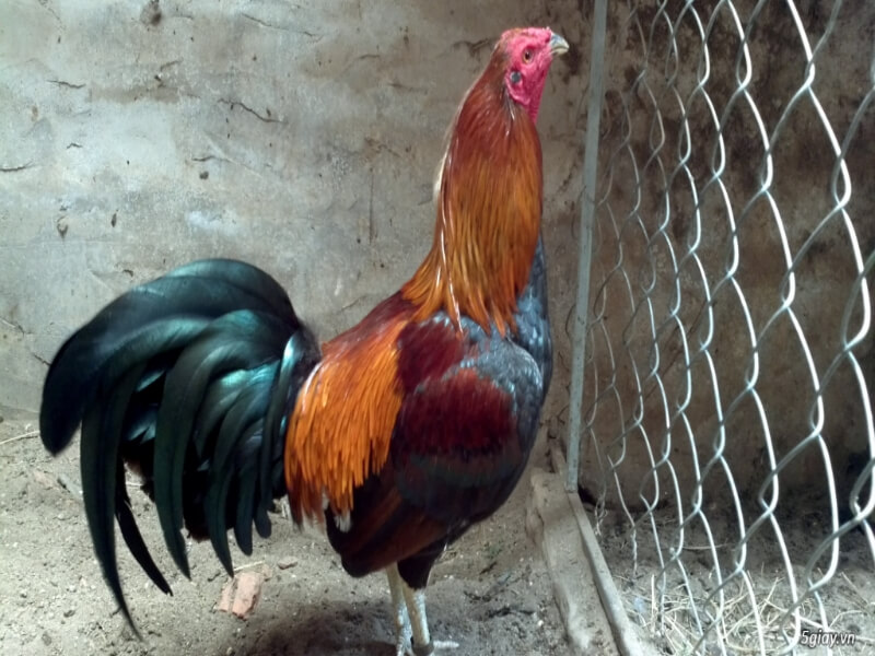 Giống gà Peru - chiến kê đẳng cấp vùng Nam mỹ 