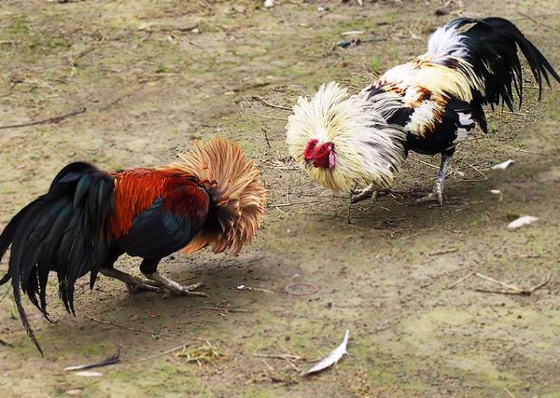 Kinh nghiệm trong việc chọn gà chiến là rất quan trọng