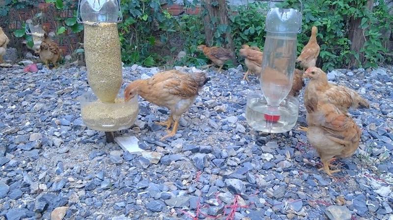 Lúc này gà cần được chăm sóc cẩn thận hơn khi giao đấu
