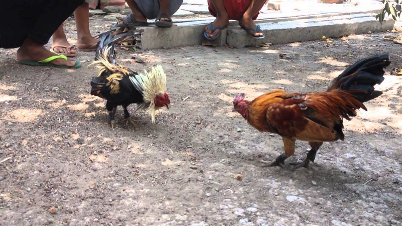 Việc kiểm tra cân nặng và vòng chân rất quan trọng trong việc làm cựa