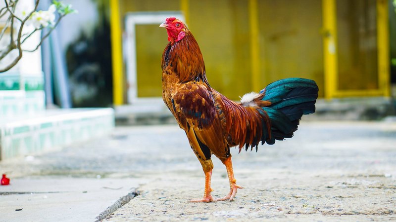 Việc lựa giống gà làm cách lên cựa gà tre của anh em chuẩn hơn