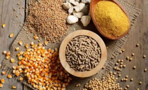 Sử dụng các loại loại vitamin, thuốc bổ trợ để giúp gà mau sung hơn