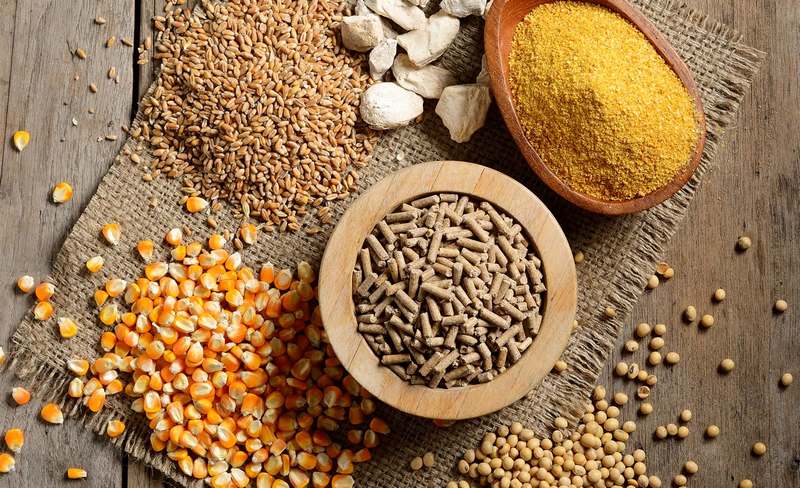 Sử dụng các loại loại vitamin, thuốc bổ trợ để giúp gà mau sung hơn