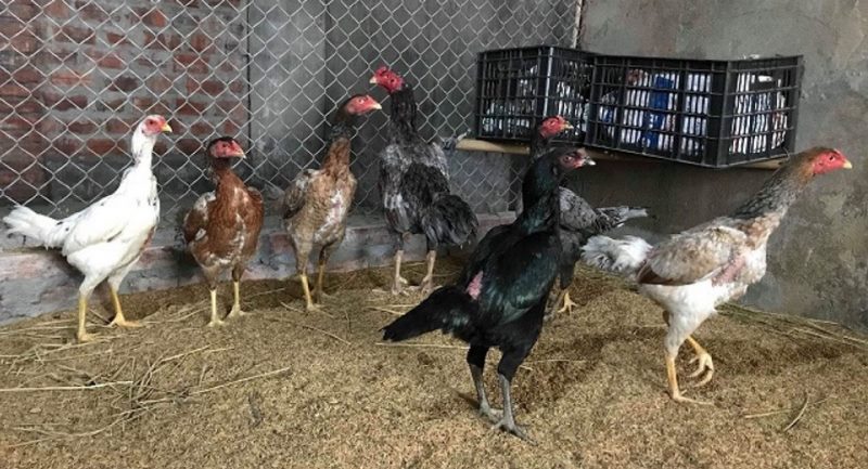 Với gà 6 tháng tuổi thì việc chăm sóc sẽ hơi cực