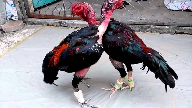 Tới độ 8 tháng tuổi của gà thì cần chú trọng dinh dưỡng