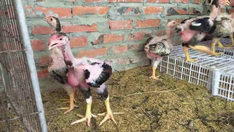 Tỉa lông để tạo dáng cho gà khá quan trọng