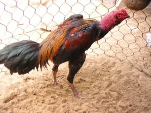 Cách để người chơi chọn giống tốt có hết ở trên phần này