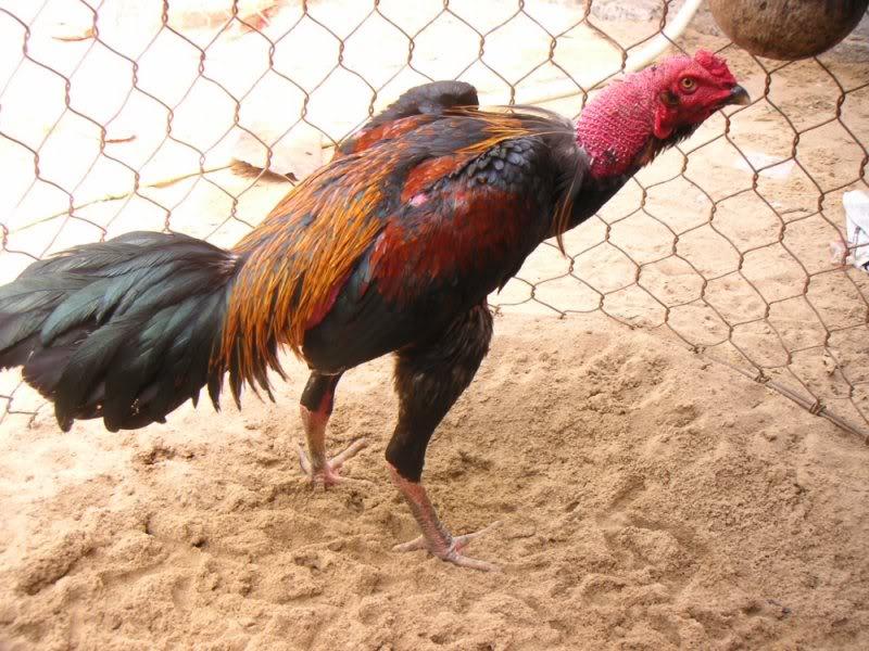 Cách để người chơi chọn giống tốt có hết ở trên phần này