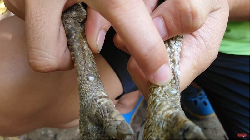 Vảy tiểu son là chân của một con gà rất cuốn hút và hấp dẫn