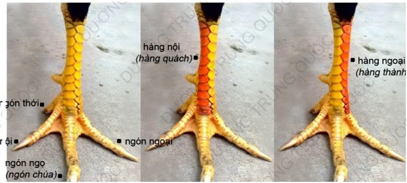 Loại chân khá là có lực khi đánh nhau với đối thủ