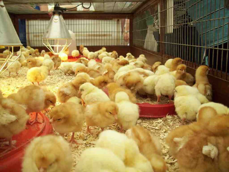 Chọn gà con chiến có cân nặng vừa phải
