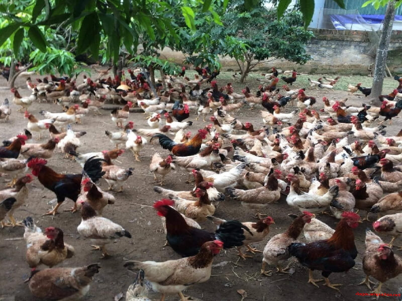 Cùng 188bet khắc phục tình trạng chướng diều khô chân ở gà 