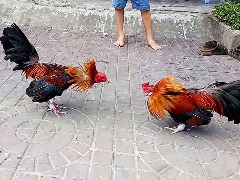 Đá gà trực tiếp là một hình thức thịnh hành hiện nay