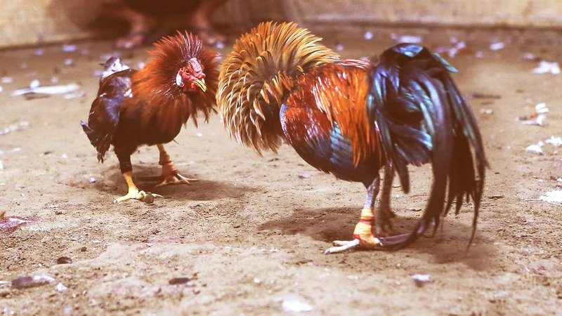 Việc phát lại trận đấu rất là thông dụng trên các trang mạng