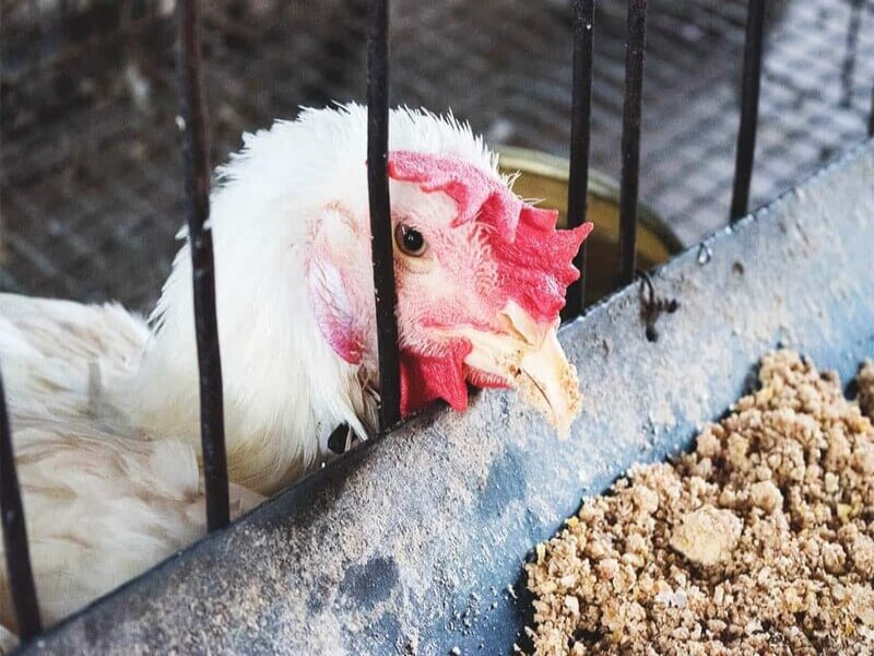 Một số triệu chứng khi gà chọi bị đi ngoài
