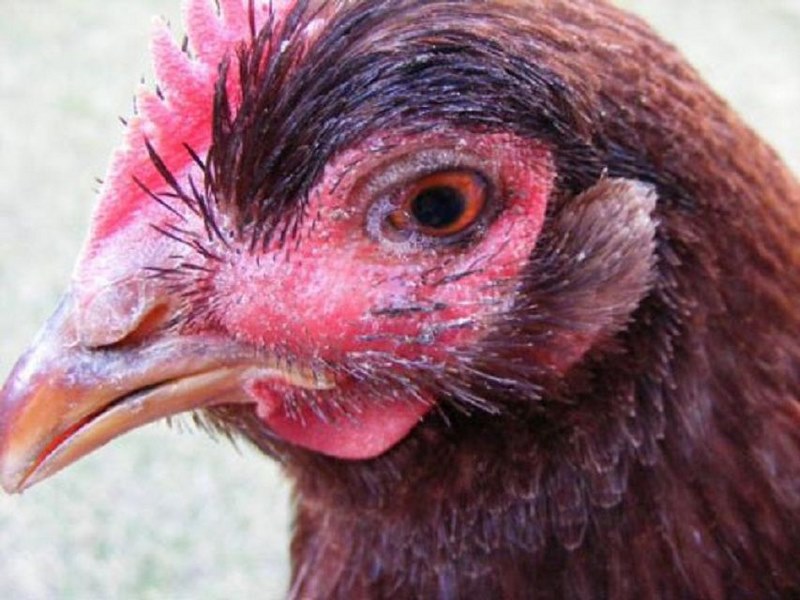 Chữa trị rách mép ở gà khá dễ và không hề khó khăn