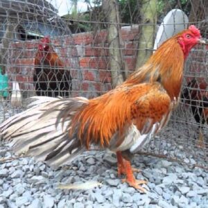 Gà Cao Lãnh Đồng Tháp là một trong những giống gà đá bản địa của Việt Nam
