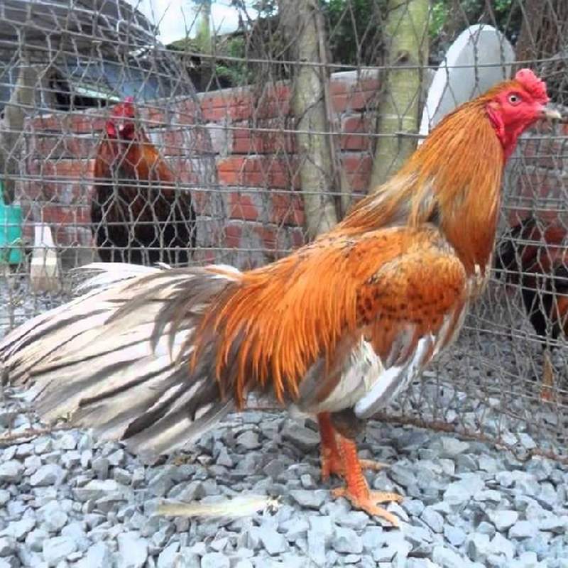 Gà Cao Lãnh Đồng Tháp là một trong những giống gà đá bản địa của Việt Nam