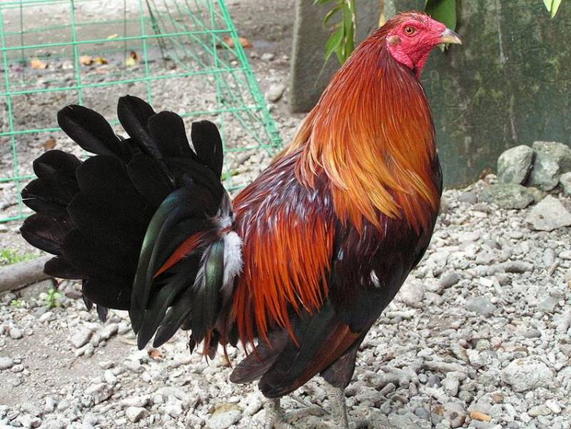 Gà Cao Lãnh Đồng Tháp rất máu chiến, chịu đòn tốt và không bỏ chạy dù bị thương