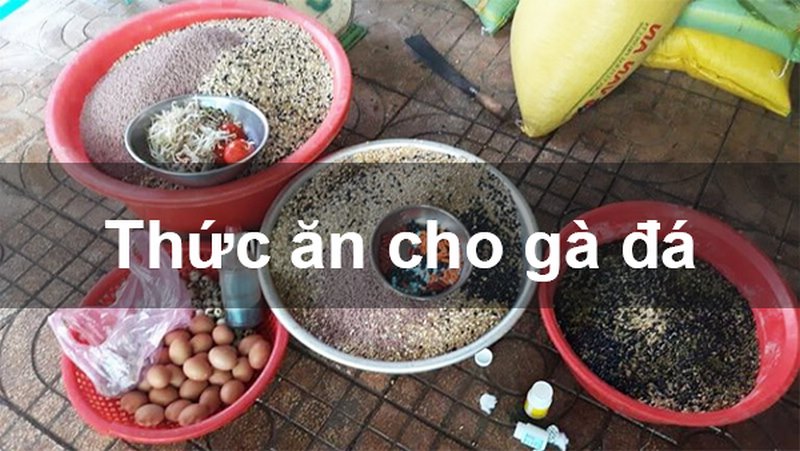 Chế độ ăn của gà được tính toán theo từng giai đoạn, từng độ tuổi nhất định