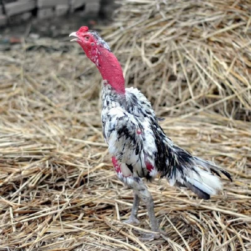 Màu sắc của gà ngũ sắc chân trắng là dễ nhận biết nhất