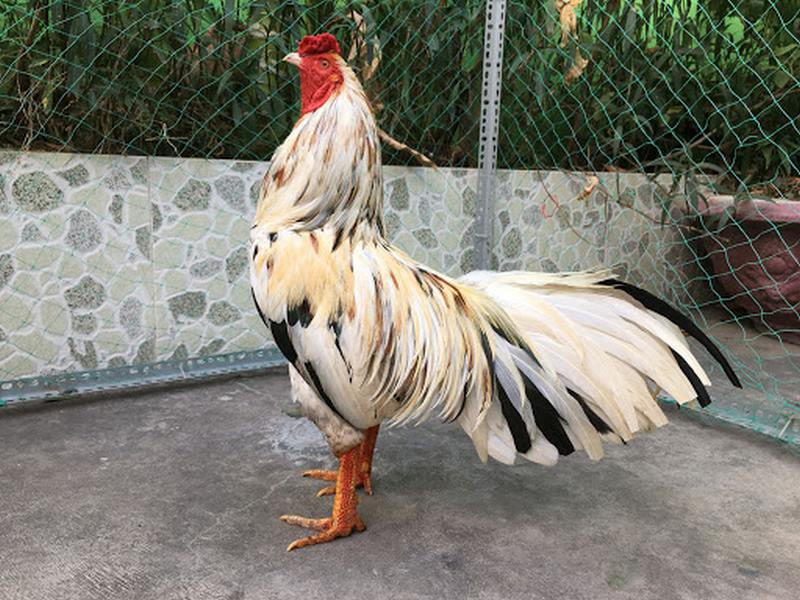 Chân của gà ngũ sắc chân trắng này rất đặc biệt so với những con gà khác