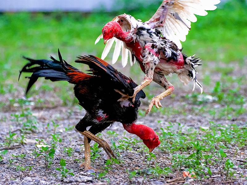 Kinh nghiệm chăm sóc gà truyền lại cho tân binh